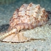 shell_li_h_0705_png2095.jpg
